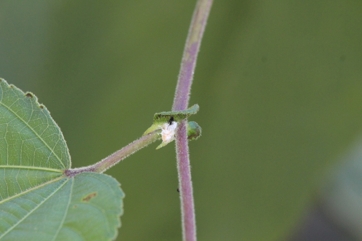 Grewia tiliifolia Vahl